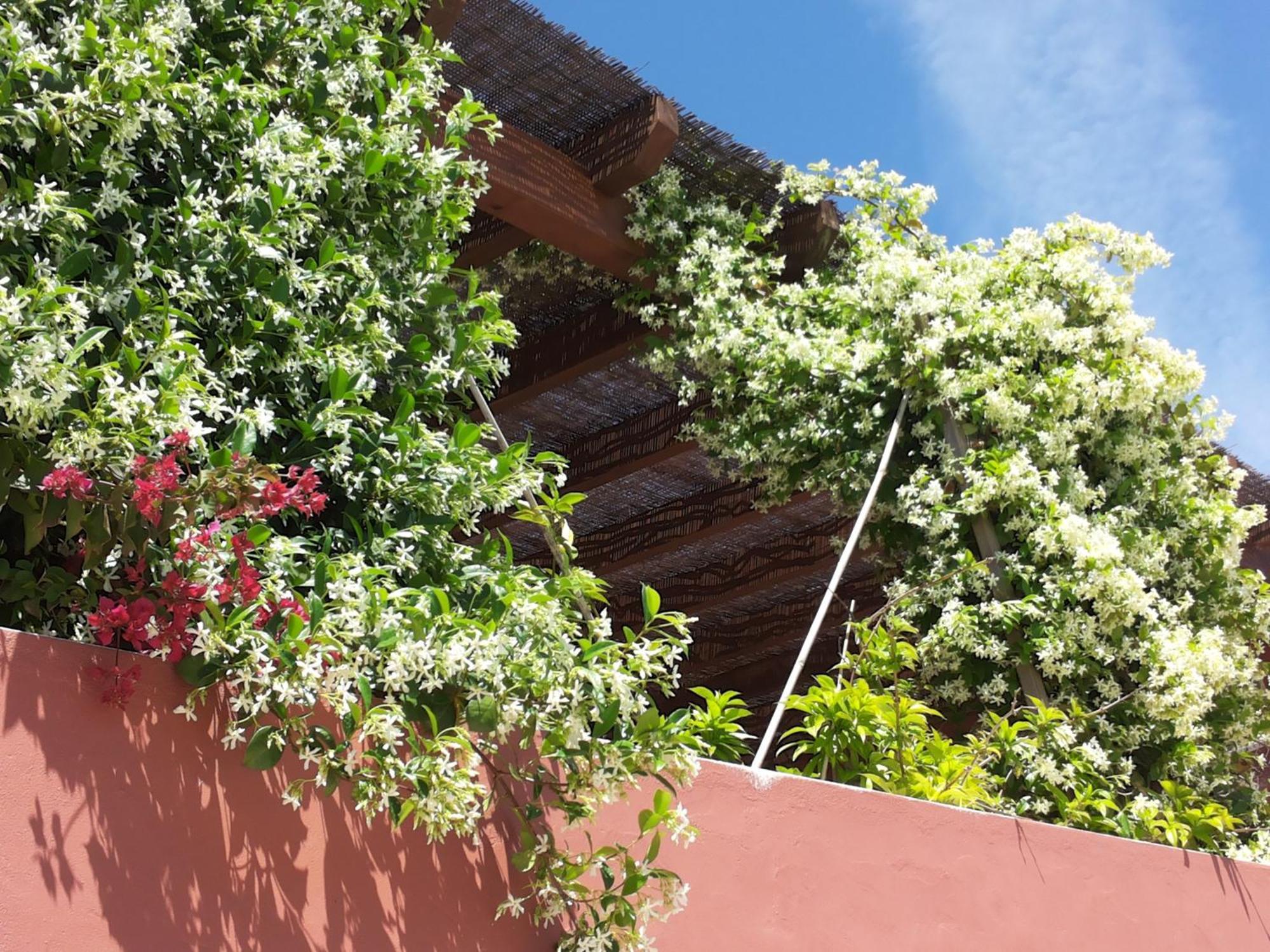 Gato Preto de Silves - Adults Only Exterior foto